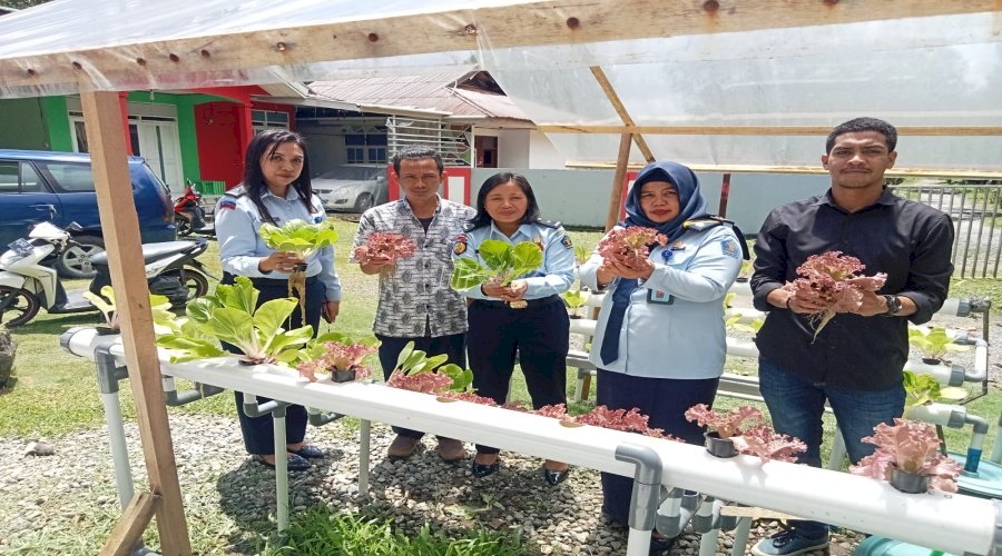 Wujud Nyata Bimbingan, Klien Bapas Ambon Panen Sayuran Hidroponik