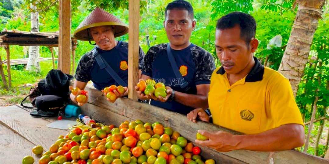 Panen Tomat, WBP Lapas Wahai Tambah Semangat Bercocok Tanam