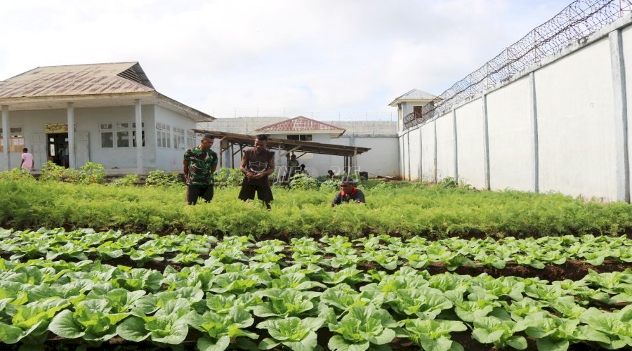 Budidaya Wortel di Lapas Saumlaki Mulai Tampakkan Hasil 