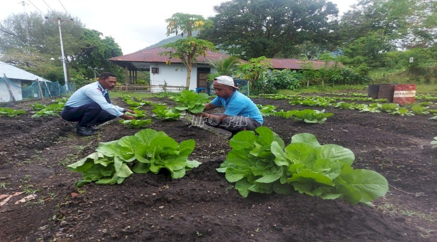 WBP Lapas Bandanaira Produktif, Kembali Panen Sayur Sakata