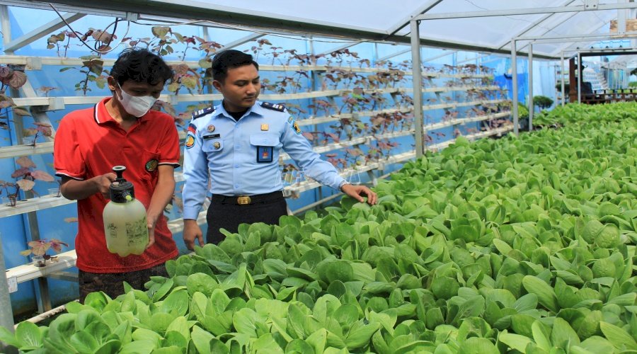 Taman Hidroponik Lapas Binjai Jadi Tempat Belajar WBP