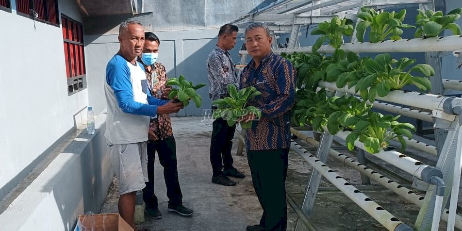 Sayuran Hidroponik Hasil Budidaya WBP Rutan Ambon Laris Dibeli Masyarakat