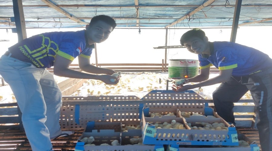 Bapas Tarakan-Koperasi Produsen Ayam Pedaging Tebar 3.000 Ekor Ayam Pedaging