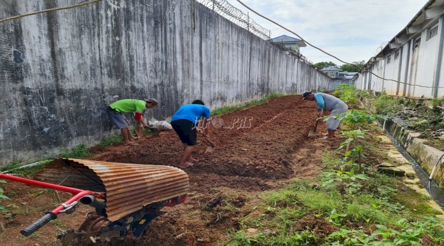 Siap Ditanami Sayuran, Warga Binaan Lapas Narkotika Karang Intan Olah Kembali Lahan Perkebunan