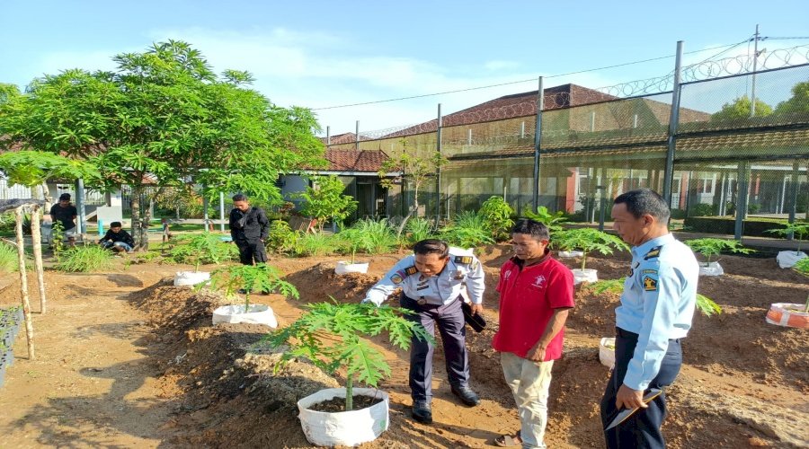 Lapas Tanjungpandan Kembangkan Budidaya Pepaya California