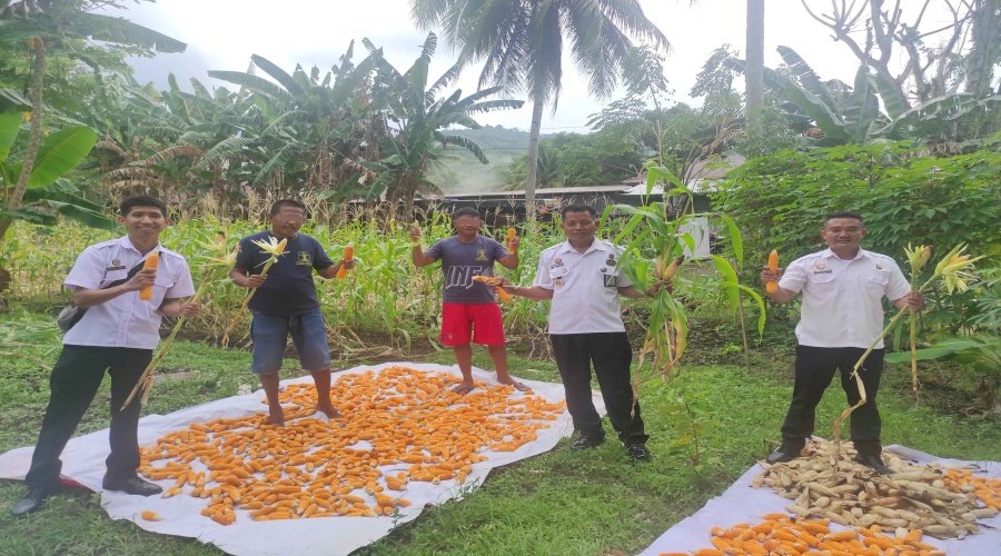 Lapas Tahuna Panen Ribuan Jagung Hasil Pertanian