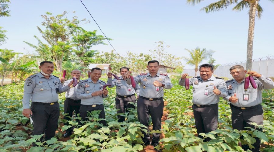 Lapas Kupang Panen Raya Tanaman Terong