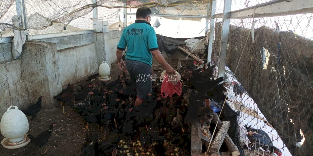 Siap Jadi Pebisnis, Warga Binaan Lapas Pangkalpinang Belajar Ternak Ayam Merawang