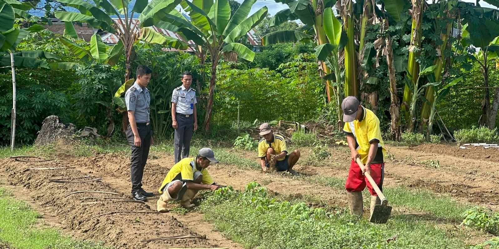 Program Kemandirian, Lapas Tolitoli Ajak Warga Binaan Bertani