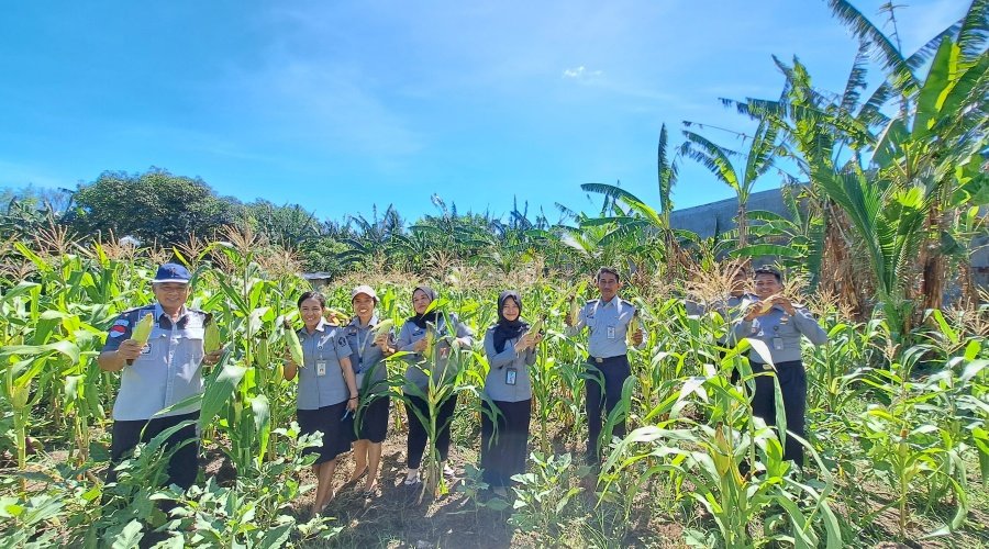 Lapas Kalabahi Sukses Panen 300 Kg Jagung Manis