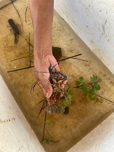 Lapas Narkotika Karang Intan Budidayakan Lobster Air Tawar