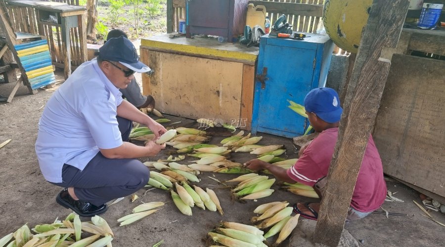 Awal Tahun 2024, Lapas Kalabahi Panen 200 Kg Jagung