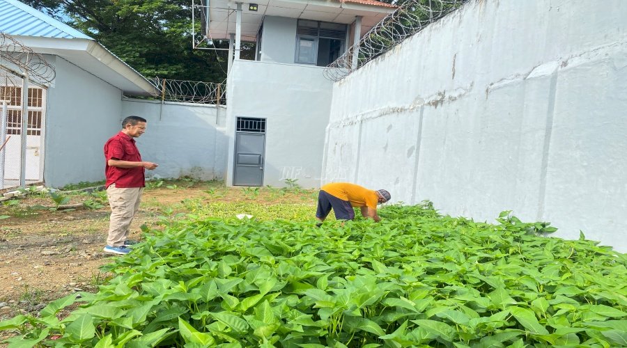 Manfaatkan Lahan Kosong, Hasil Panen Kangkung Rutan Sinjai Melimpah