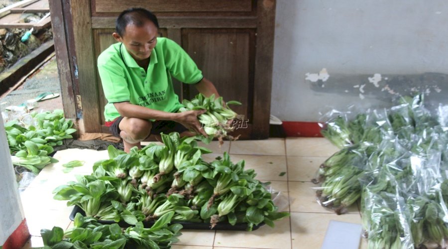 Laris Manis, 150 Kg Sayuran Hidroponik Warga Binaan Lapas Kolonodale Diborong Pembeli