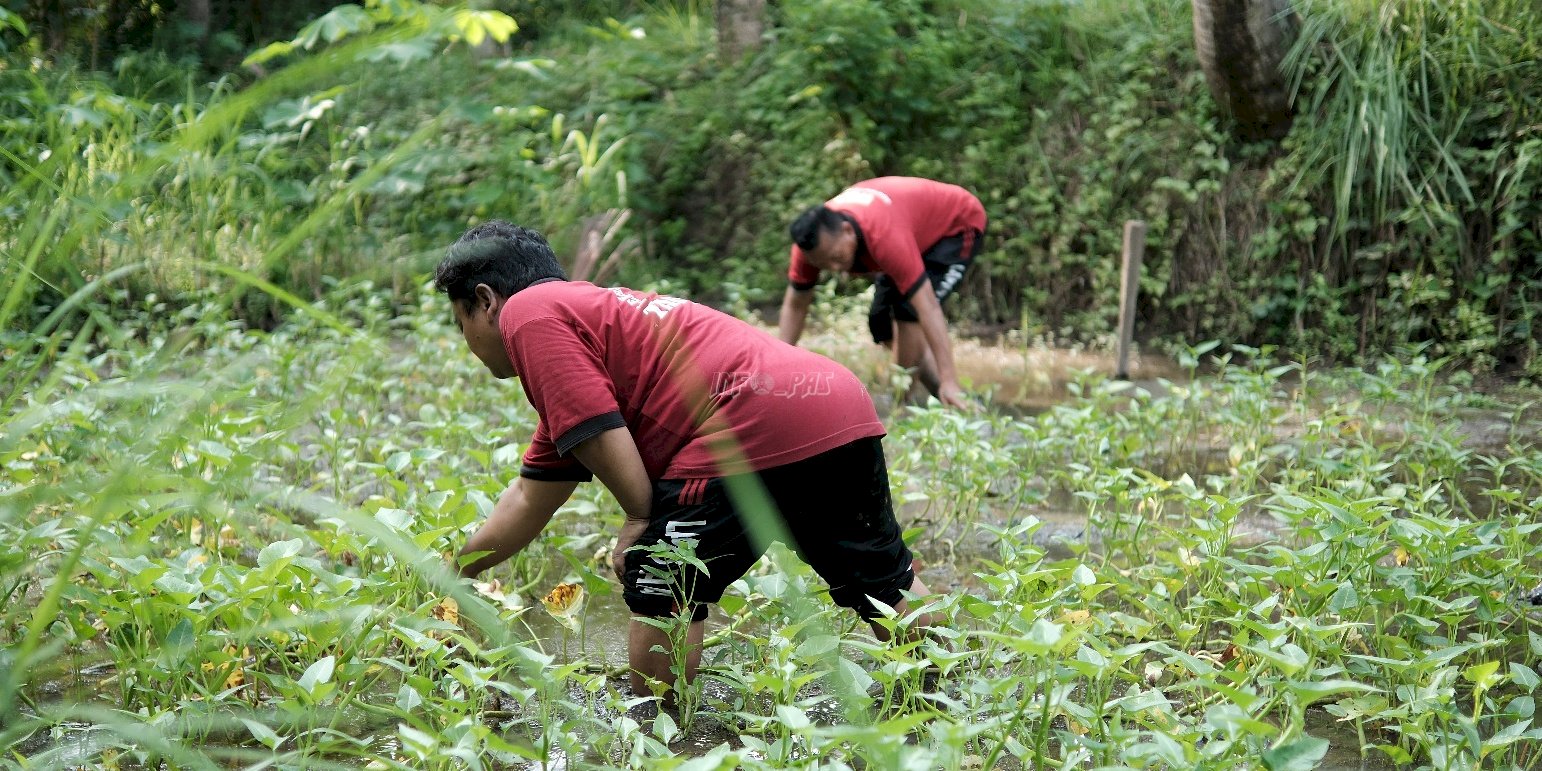 Wujudkan Ketahanan Pangan Nasional, Lapas Tabanan Optimalkan SAE