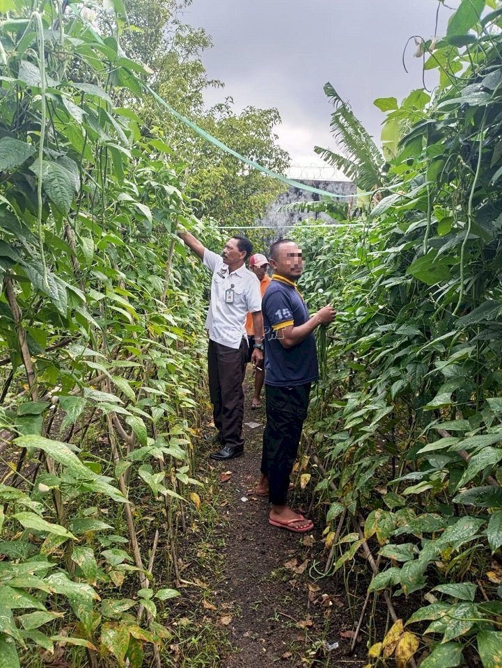 Lapas Bandanaira Kembali Panen 13 Kg Kacang Panjang untuk Ketahanan Pangan