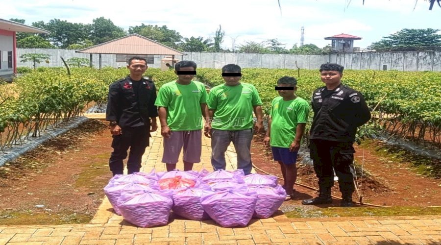 Rutan Pelaihari Kembali Produksi 110 Kg Cabai untuk Pasok Pasar Lokal