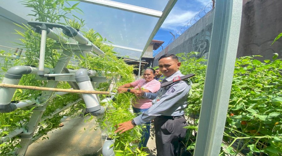 Lapas Wahai Panen Hidroponik dan Tomat Apel, Libatkan Keluarga Purnabakti