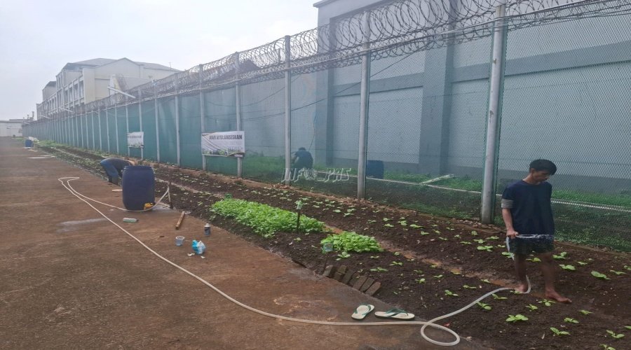 Lapas Cipinang Tegaskan Kontribusi dan Dukung Ketahanan Pangan dengan Program Napi Berkebun