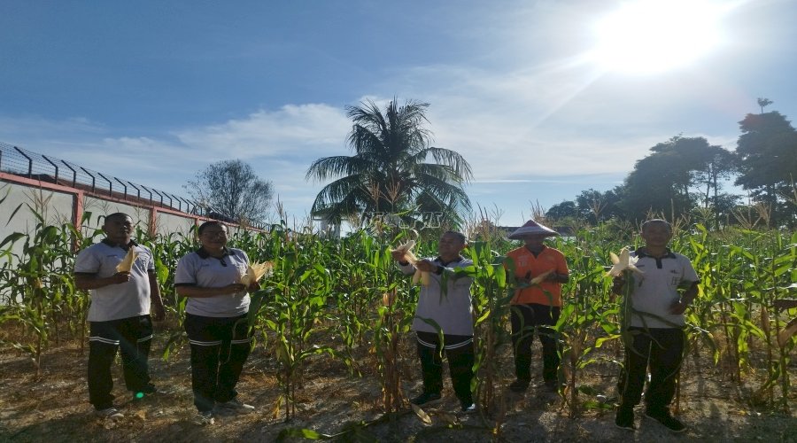 Panen Jagung Tahap I, Lapas Namlea Lanjutkan Program Ketahanan Pangan