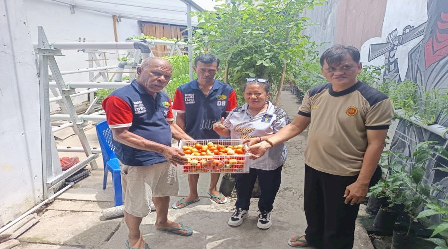 Dari Balik Jeruji, Lapas Wahai Dukung Program Nasional Lewat Panen Tomat Apel