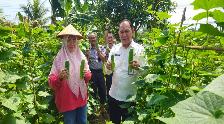 Lapas Pangkalpinang Panen Mentimun Capai 341 Kilogram