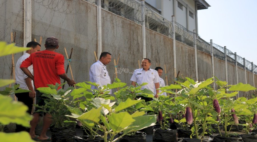 Dukung Ketahanan Pangan, Lapas Pemuda Madiun Sukses Panen Terong