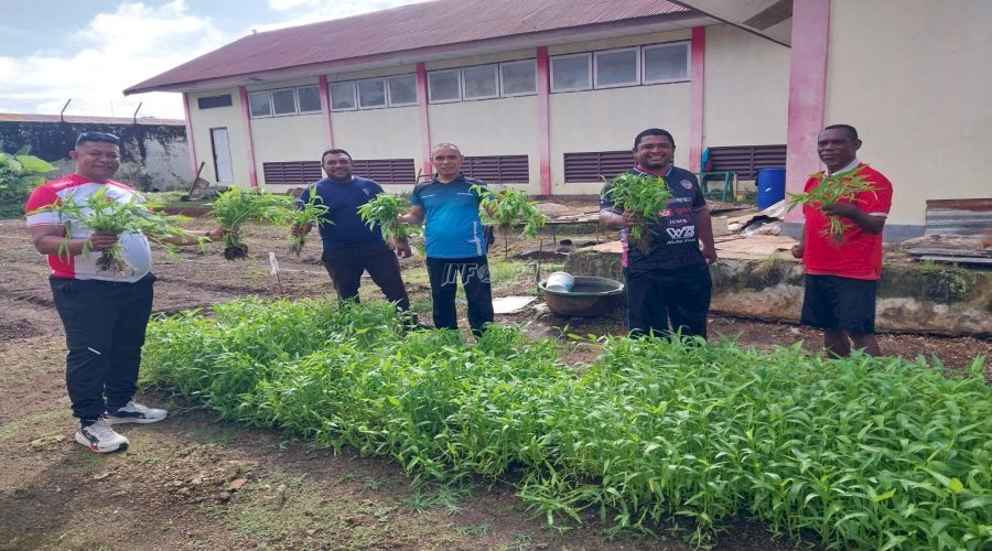 Kelompok Tani Lapas Tual Kembali Panen Sayur Kangkung