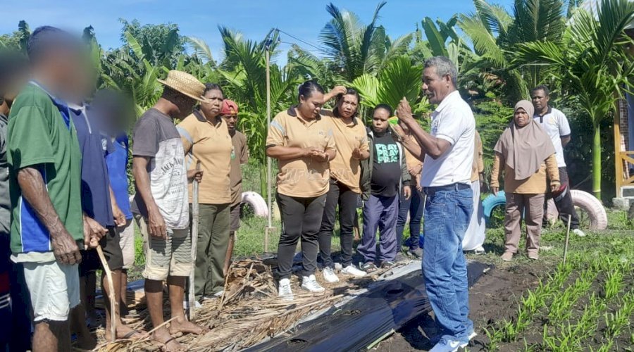 Warga Binaan Asimilasi Lapas Kalabahi Belajar Budidaya Semangka bersama Dinas Pertanian Kab. Alor