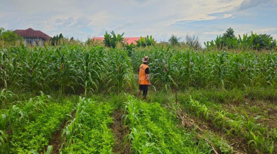 Jagung Tumbuh Subur di Lahan 5.000 m² Milik Lapas Pangkalpinang
