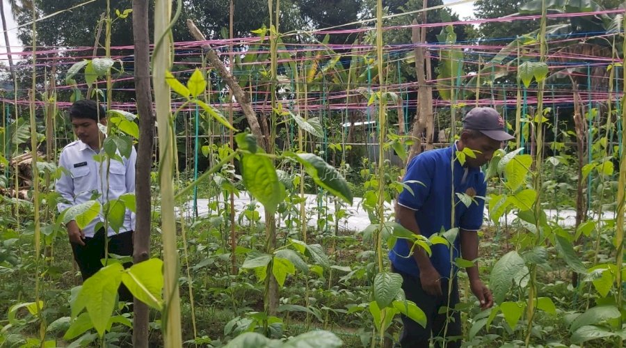 Budidaya Kacang Panjang Asah Keterampilan Bertani Warga Binaan Lapas Binaan