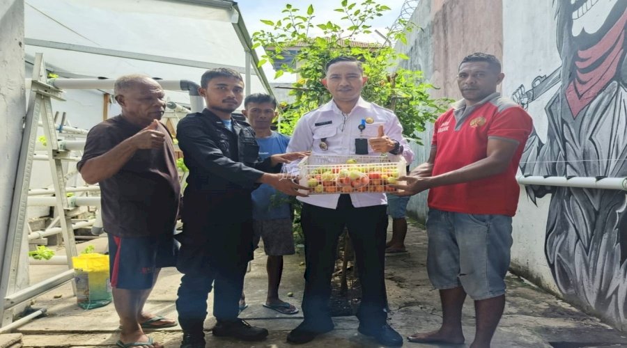 Panen Tomat Apel, Lapas Wahai Terus Dukung Ketahanan Pangan