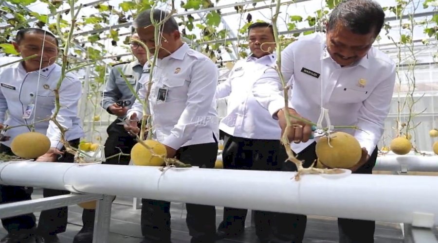 Dirjenpas Panen 800 Kg Melon Hasil Pemanfaatan Teknologi Smart Farming Warga Binaan Lapas Sukamiskin