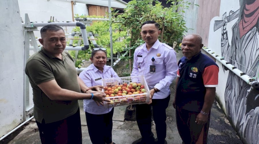 Panen Tomat Apel Kesekian Kali, Bukti Lapas Wahai Dukung Ketahanan Pangan