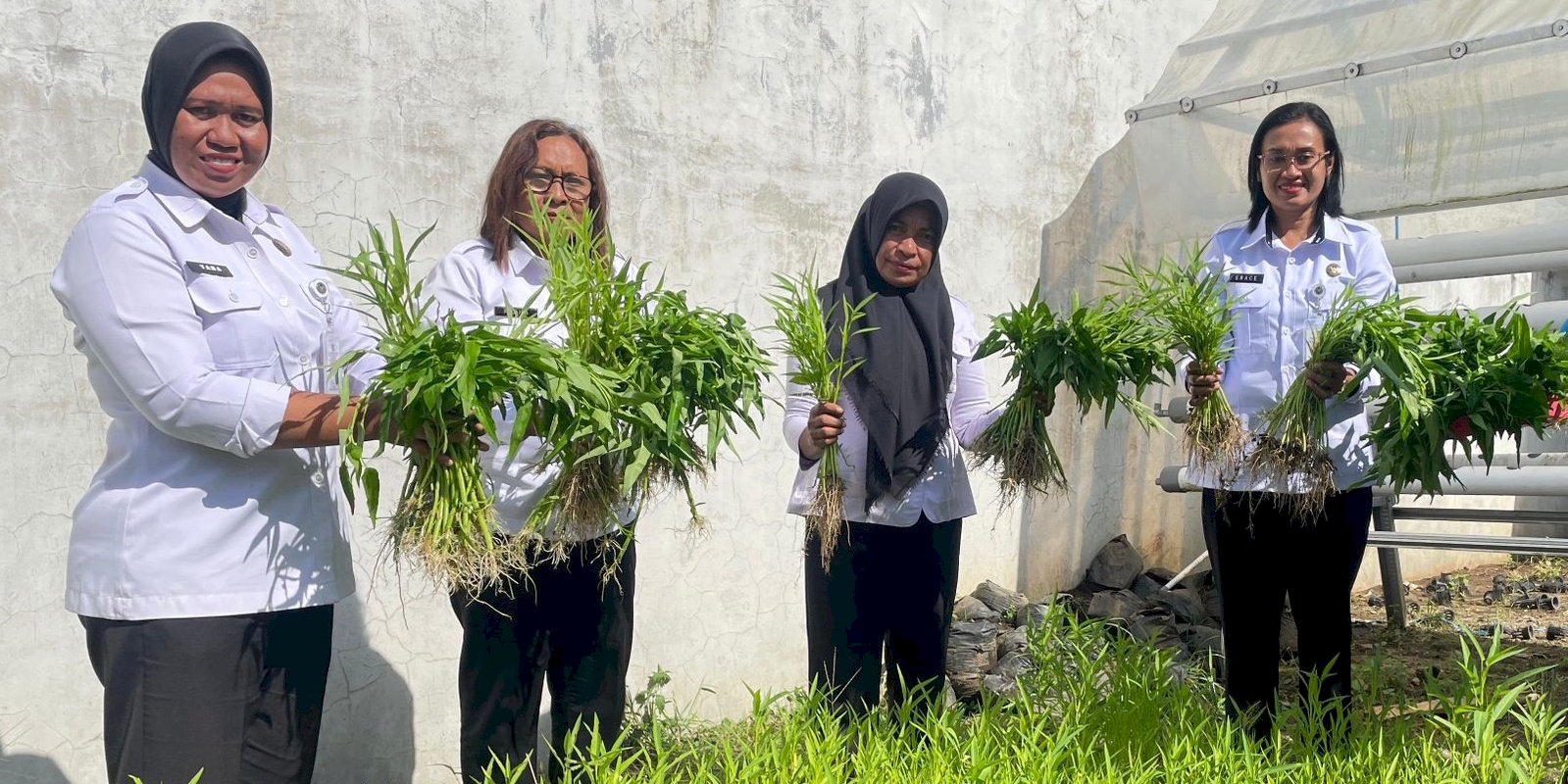 Lapas Perempuan Ambon Panen Kangkung dari Kebun Pembinaan Warga Binaan
