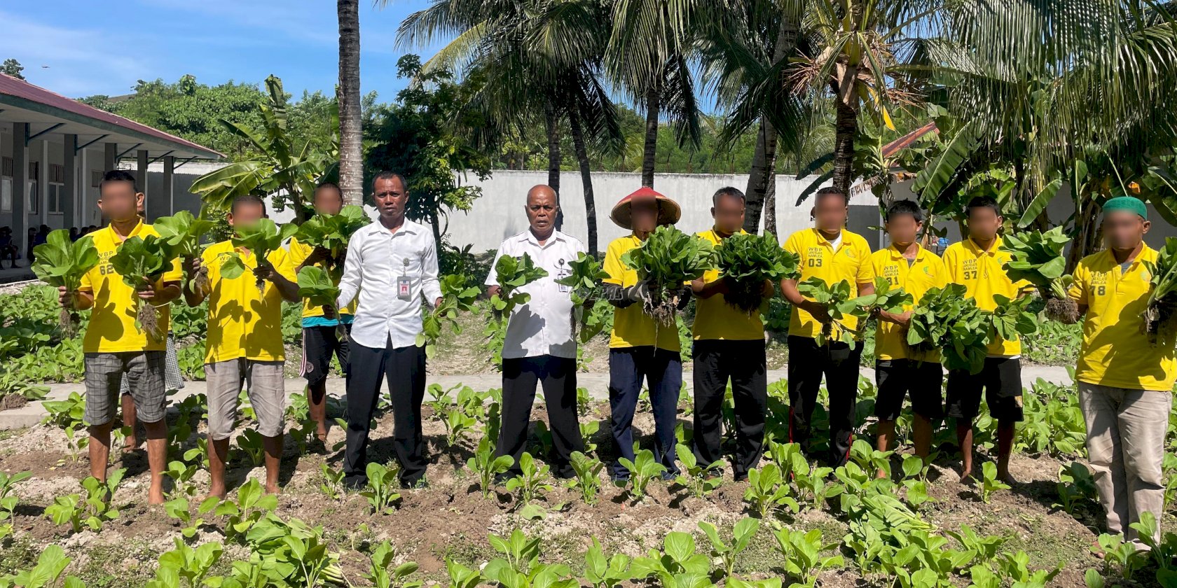 Hasil Program Ketahanan Pangan, Lapas Namlea Panen Sawi dan Buncis