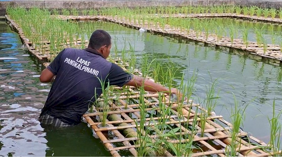 Lapas Pangkalpinang Uji Coba Budidaya Padi Apung Varietas Sadane