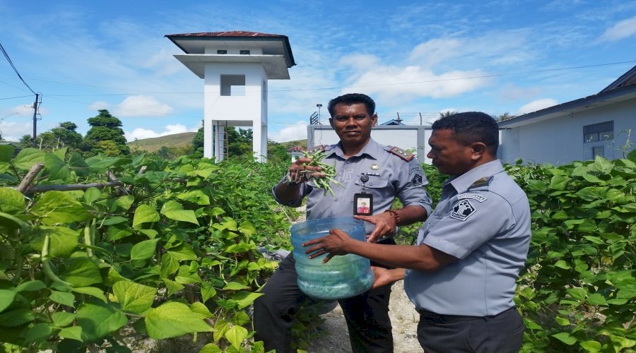 Lapas Namlea Panen Buncis Hasil Pertanian Warga Binaan