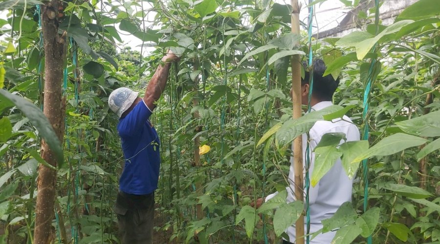 Ketiga di Bulan Juni, Lapas Ambon Kembali Panen Kacang Panjang
