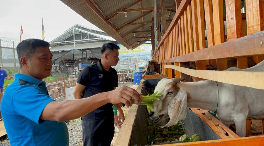 Baru Tiga Bulan Dibuka, Kandang Kambing Boer Lapas Narkotika Karang Intan Hasilkan Dua Anakan