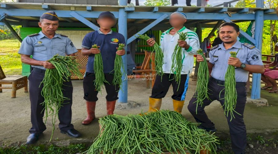 Lapas Piru Panen 25 Kg Kacang Panjang