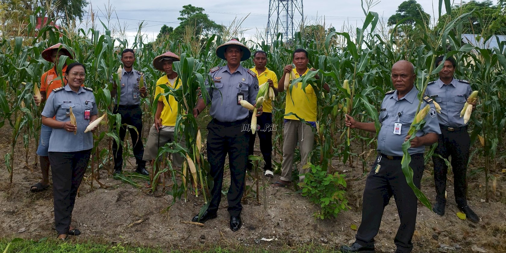 Manfaatkan Lahan Tidur, Lapas Namlea Panen 2.500 Jagung Pulut