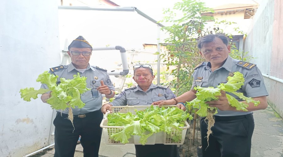 Lapas Wahai Panen Selada di Kebun Vertikultur, Bukti Nyata Kemandirian Warga Binaan