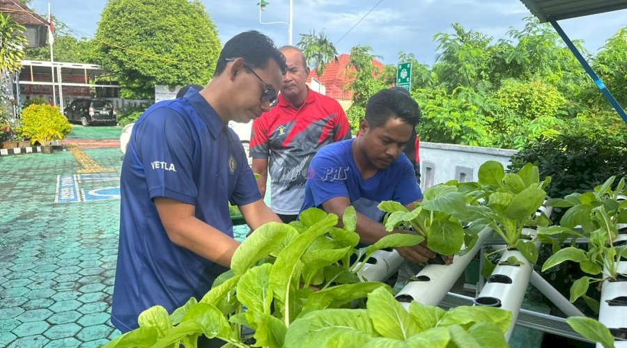 Bersama Klien, Kabapas Baubau Panen Pakcoy Hasil Bimbingan Kemandirian