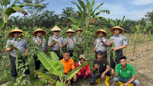 Lapas Narkotika Muara Sabak Panen 40 Kg Kacang Panjang