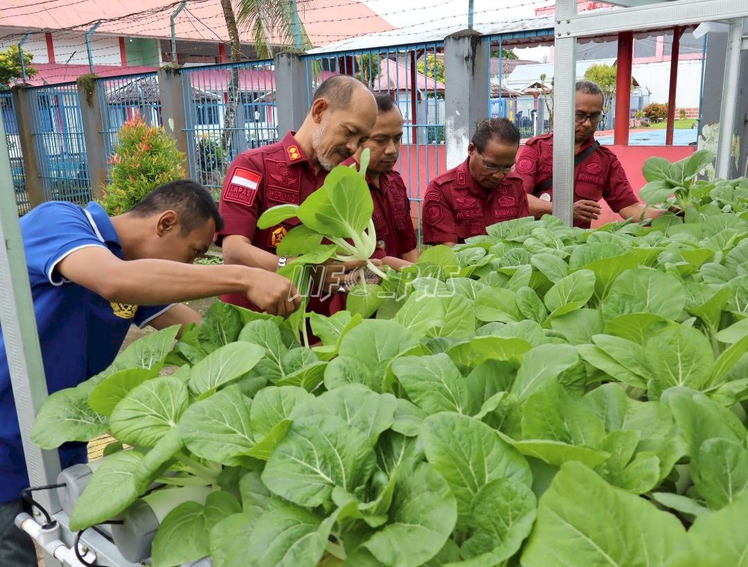 Libatkan Warga Binaan, Lapas Ambon Panen 5 Kg Sawi Hidroponik