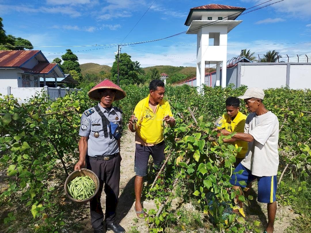 Kembali Panen, Lapas Namlea Hasilkan 22 Kg Buncis