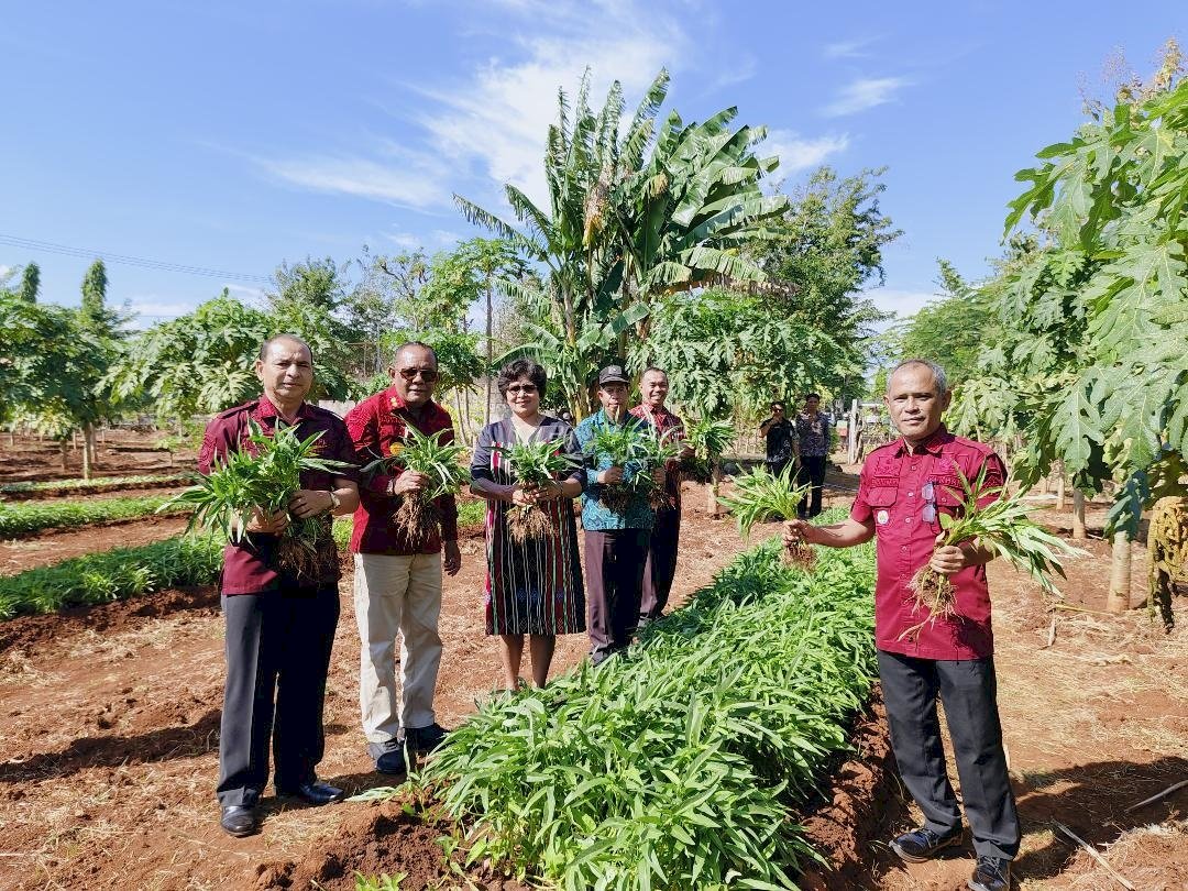 Dari Kebun SAE Lapas Kupang: Warga Binaan Produktif, Ketahanan Pangan Terjaga