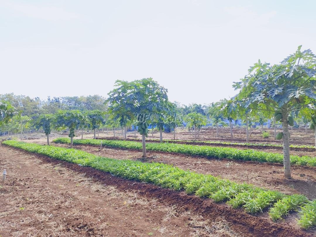 Dari Kebun SAE Lapas Kupang: Warga Binaan Produktif, Ketahanan Pangan Terjaga