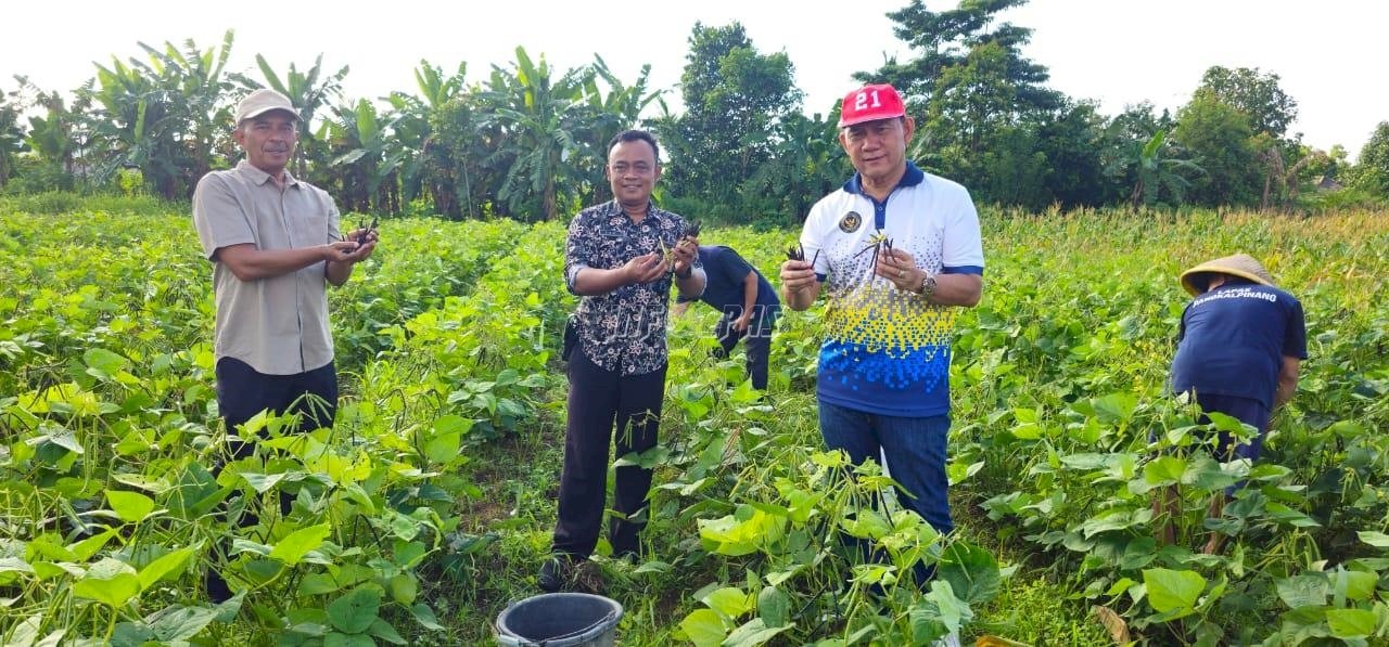 Pembinaan Produktif, Lapas Pangkalpinang Panen 58 Kg Kacang Hijau